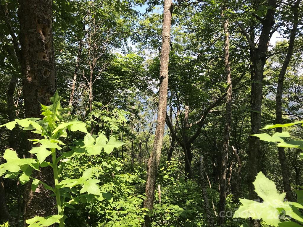 Lot #39 Ridge Top Circle Clyde, NC 28721 - Photo 10 of 35 a backyard of a house with lots of green space and a fountain