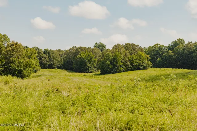 a view of a bunch of plants