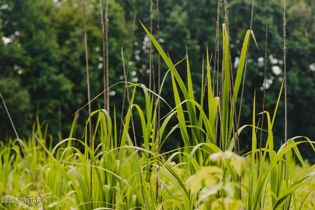 a view of yard with green space