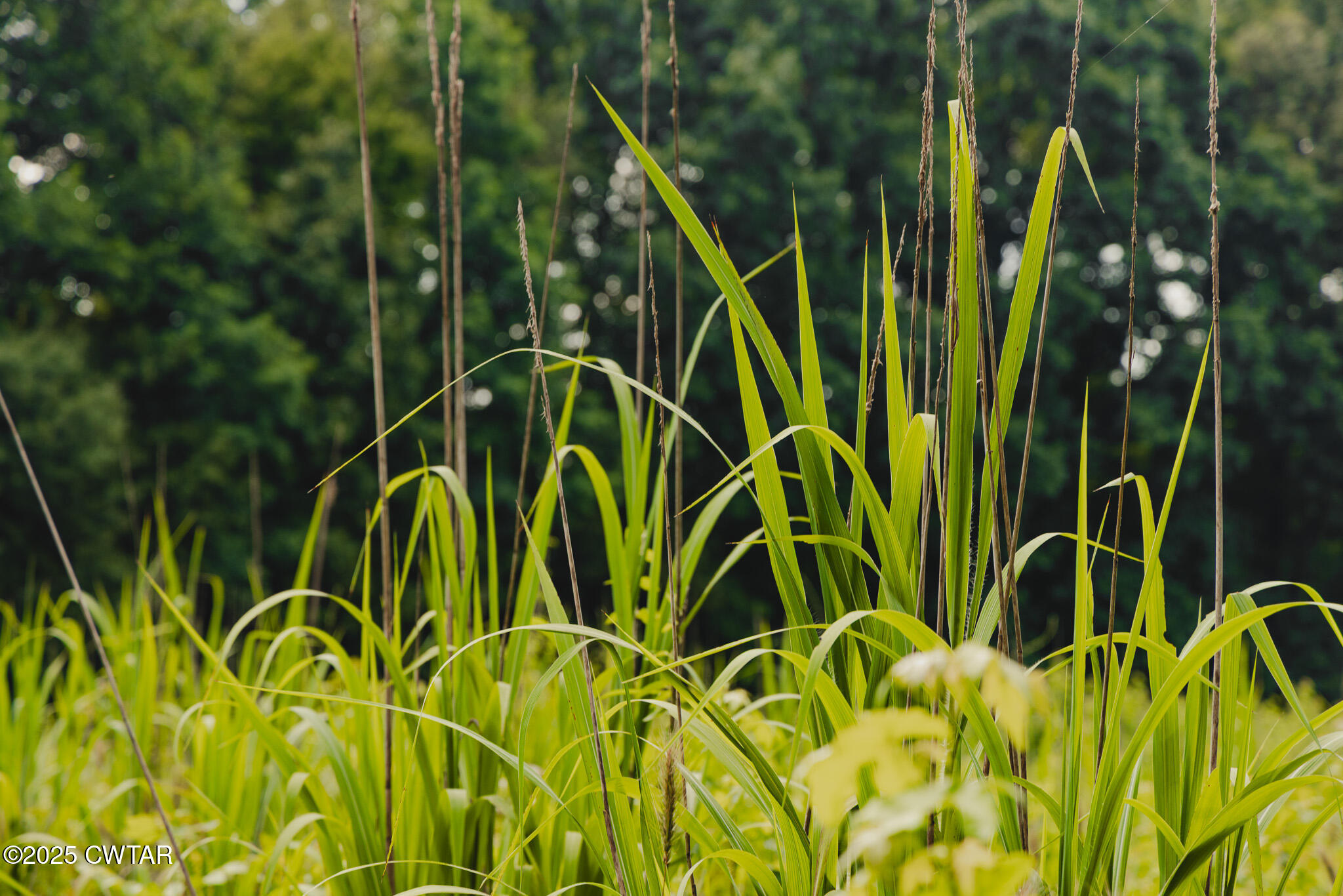 110 South J Hickerson Road Trenton, TN 38382 - Photo 27 of 42 a view of a bunch of plants