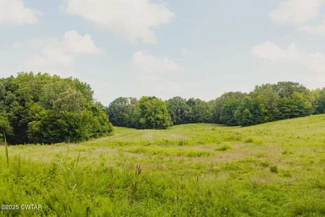 a view of a yard with a tree