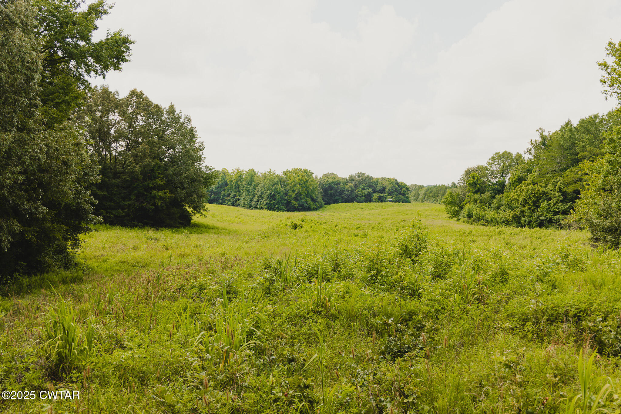 110 South J Hickerson Road Trenton, TN 38382 - Photo 30 of 42 a view of yard with green space