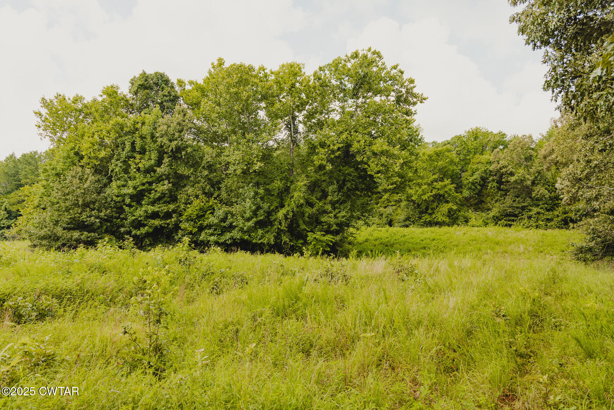 110 South J Hickerson Road Trenton, TN 38382 - Photo 32 of 42 a view of a yard with a tree