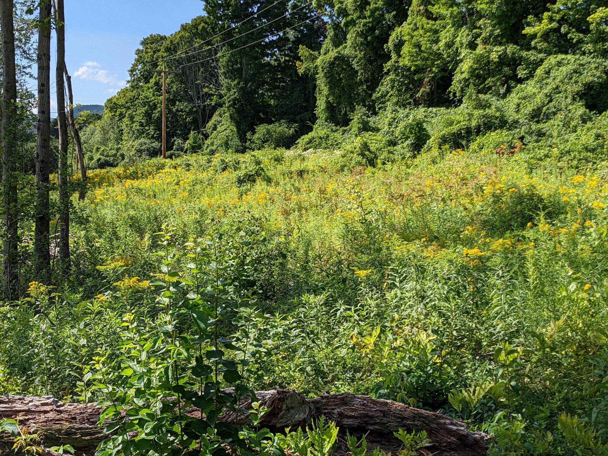 98 Mountain View Road Tinmouth, VT 05757 - Photo 14 of 23 Gallery Image 14
