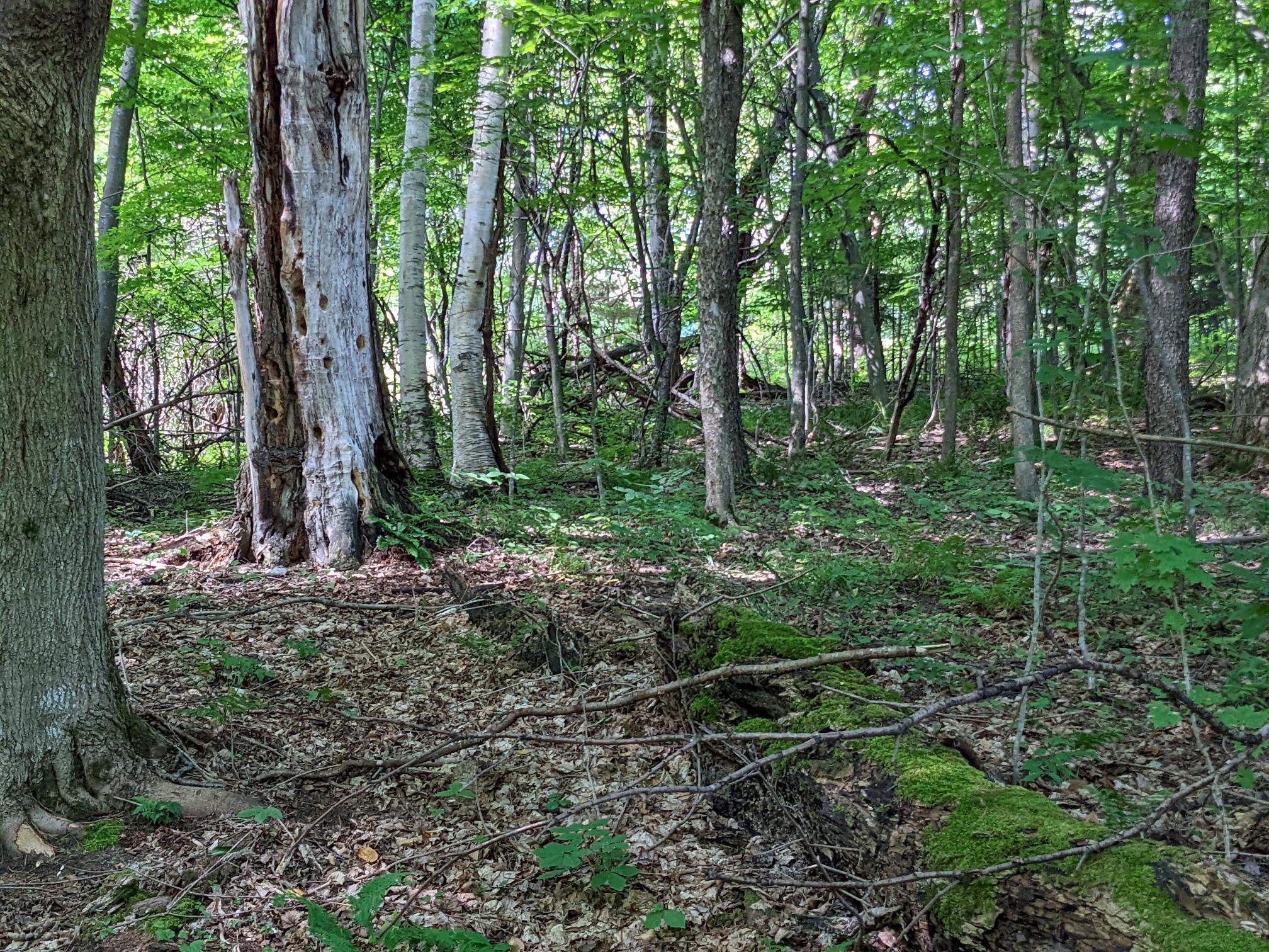 98 Mountain View Road Tinmouth, VT 05757 - Photo 17 of 23 Gallery Image 17
