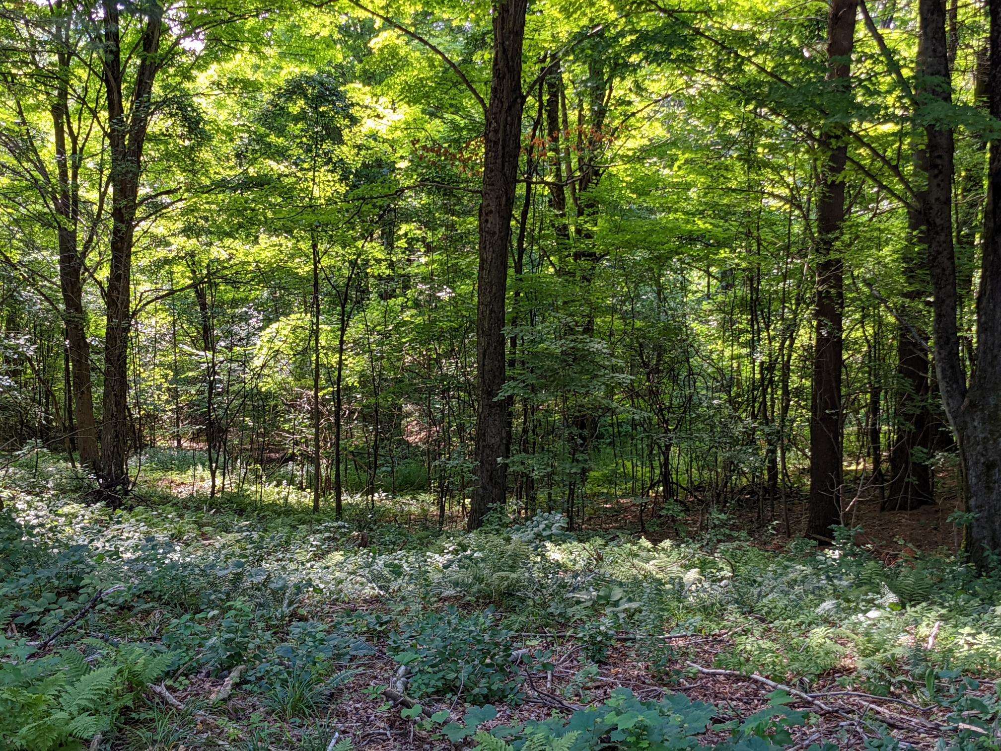 98 Mountain View Road Tinmouth, VT 05757 - Photo 19 of 23 Gallery Image 19