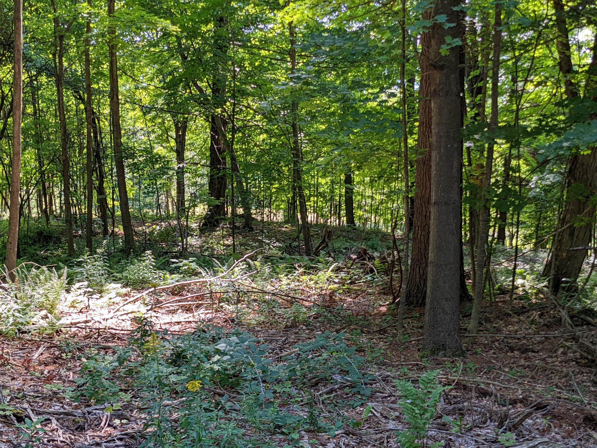 98 Mountain View Road Tinmouth, VT 05757 - Photo 20 of 23 Gallery Image 20