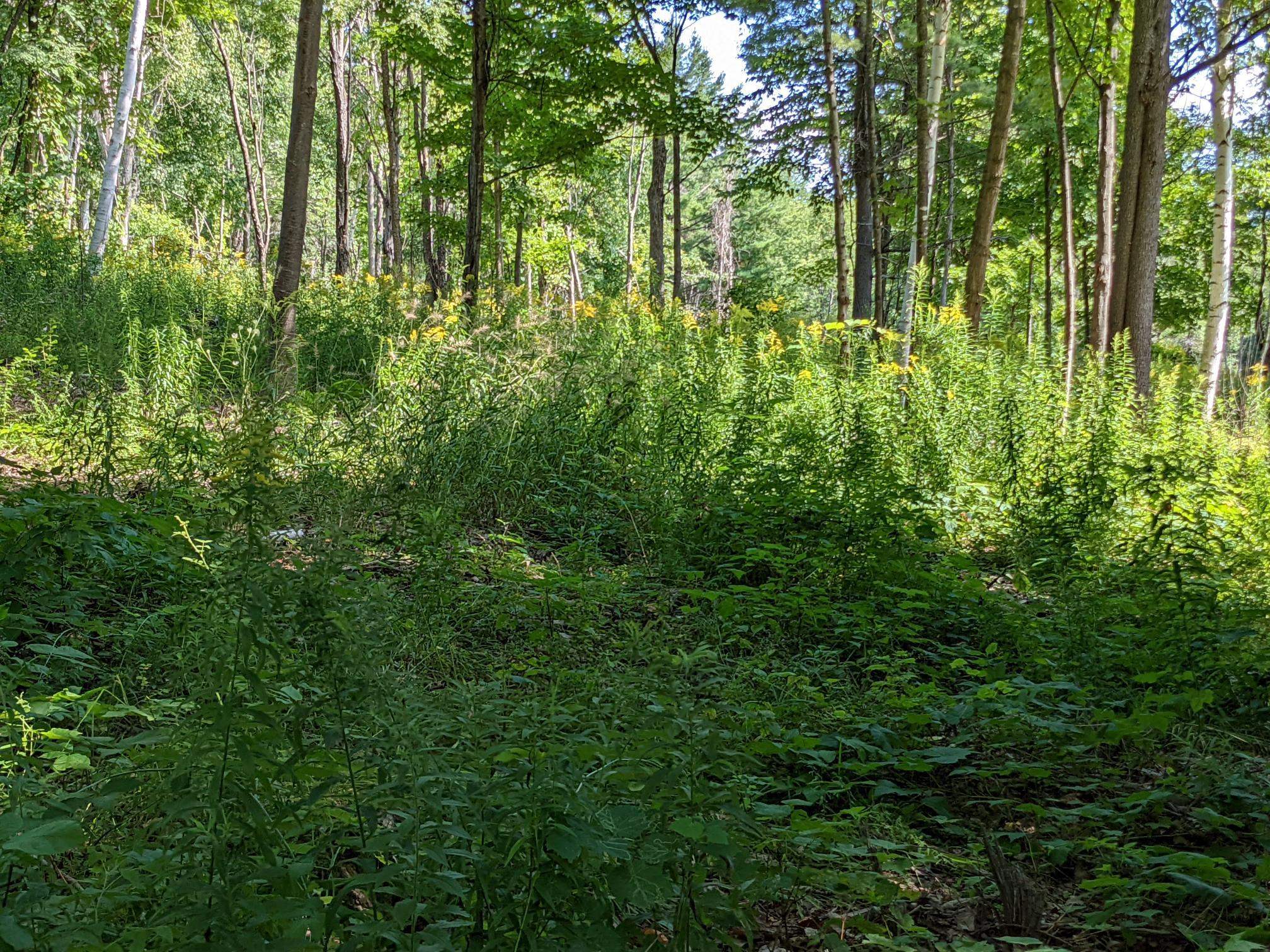 98 Mountain View Road Tinmouth, VT 05757 - Photo 21 of 23 Gallery Image 21