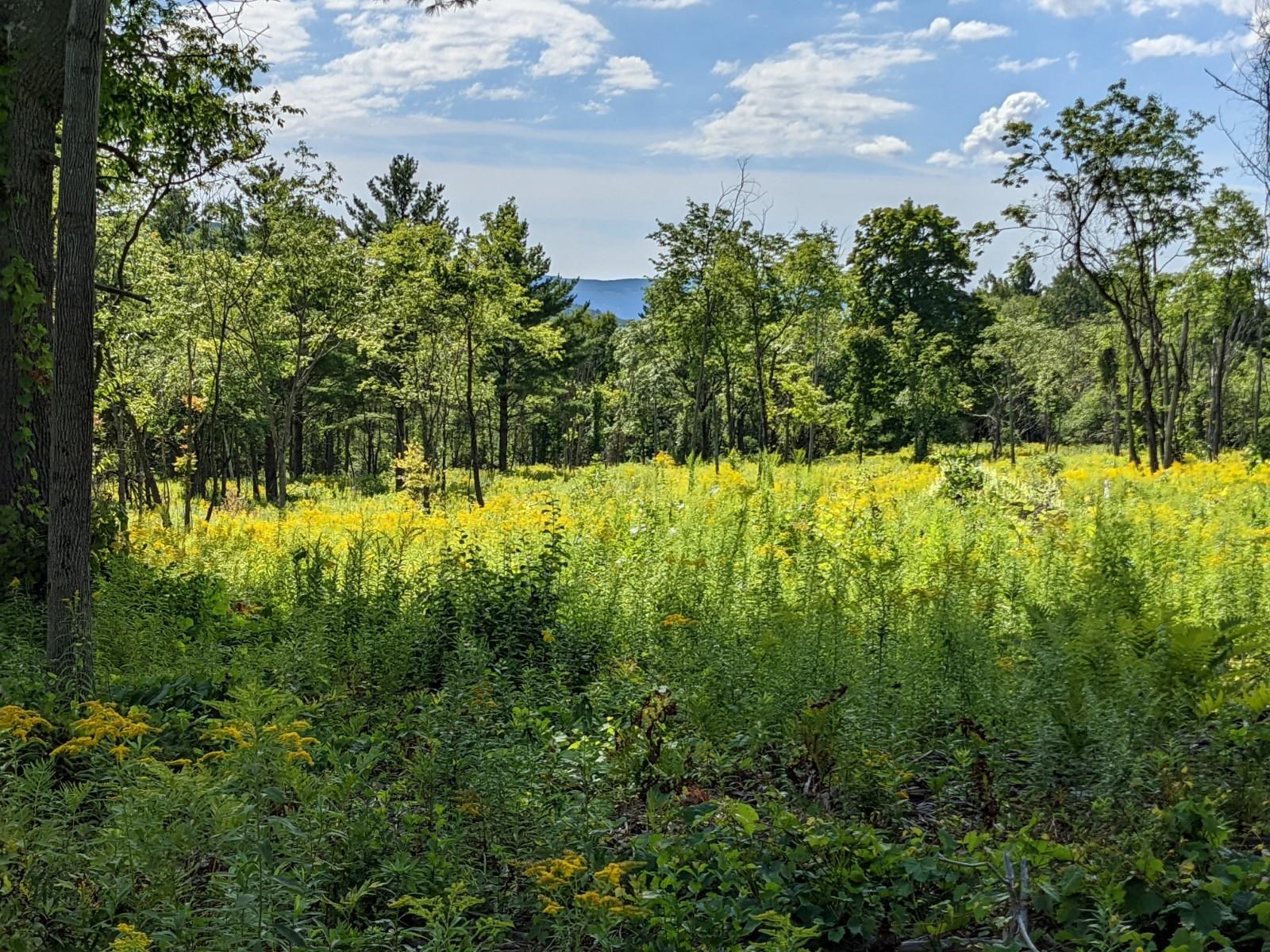 98 Mountain View Road Tinmouth, VT 05757 - Photo 3 of 23 Gallery Image 3