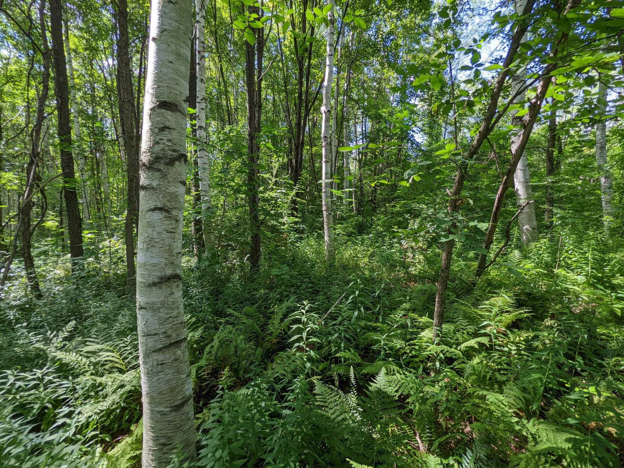 98 Mountain View Road Tinmouth, VT 05757 - Photo 9 of 23 Gallery Image 9