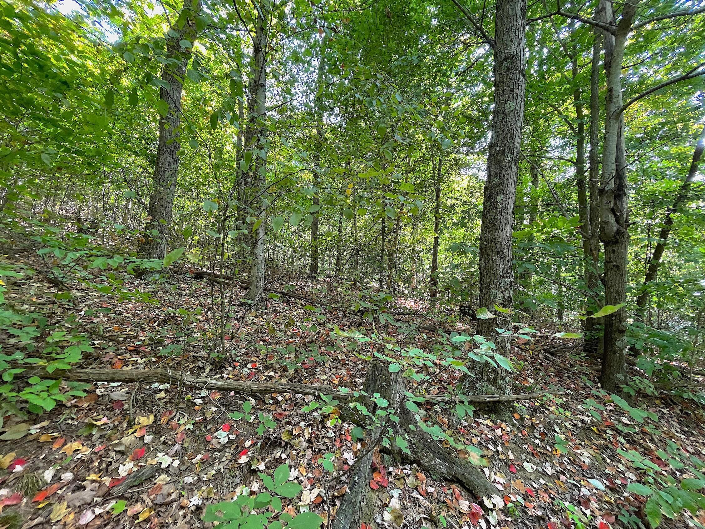 0 Porter Run Road Frankfort, OH 45628 - Photo 17 of 51 IMG_3218