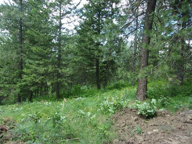 X12 X Hoag Road Valley, WA 99181 - Photo 3 of 31 Gallery Image 3