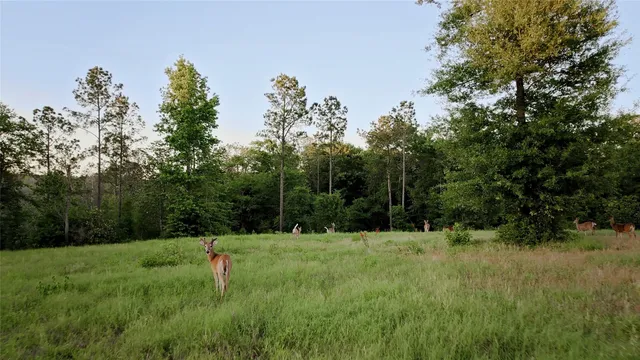 $7,500,000 | 299 Hornet Nest, Livingston, TX 77351