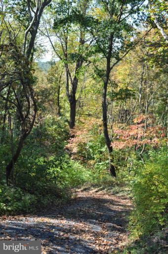 Driveway to Cabin