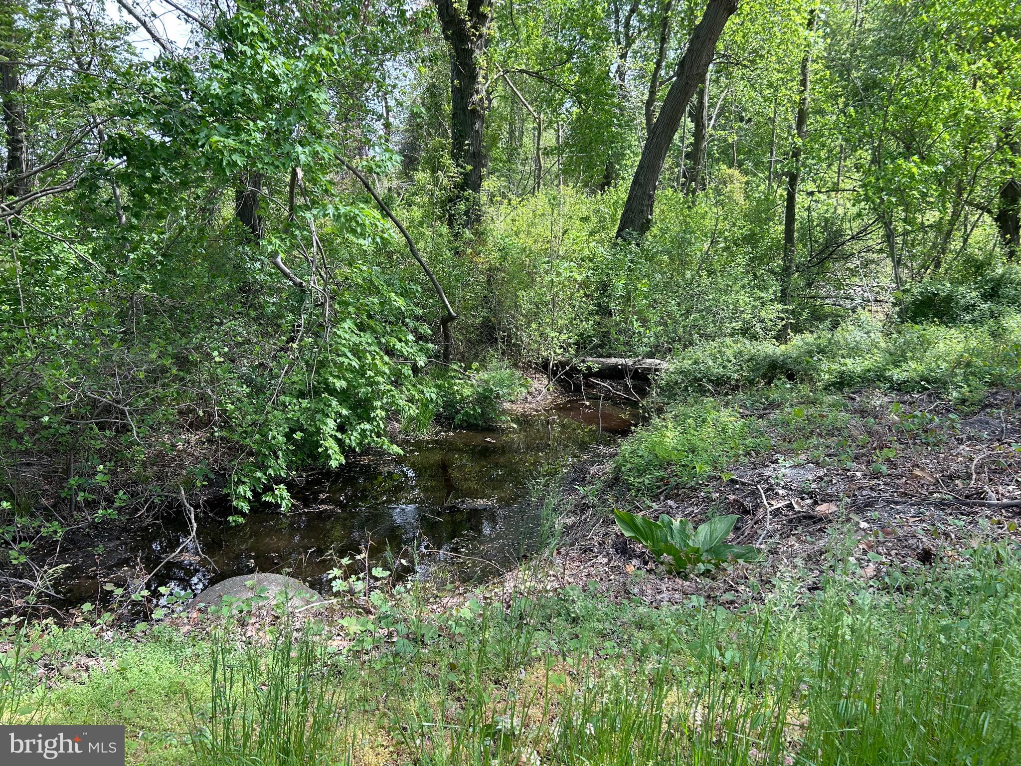0 Cedar Beach Road Milford, DE 19963 - Photo 4 of 4 a view of a lush green forest