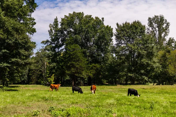 $1,479,500 | 5624 Farm To Market Road 323, Palestine, TX 75801