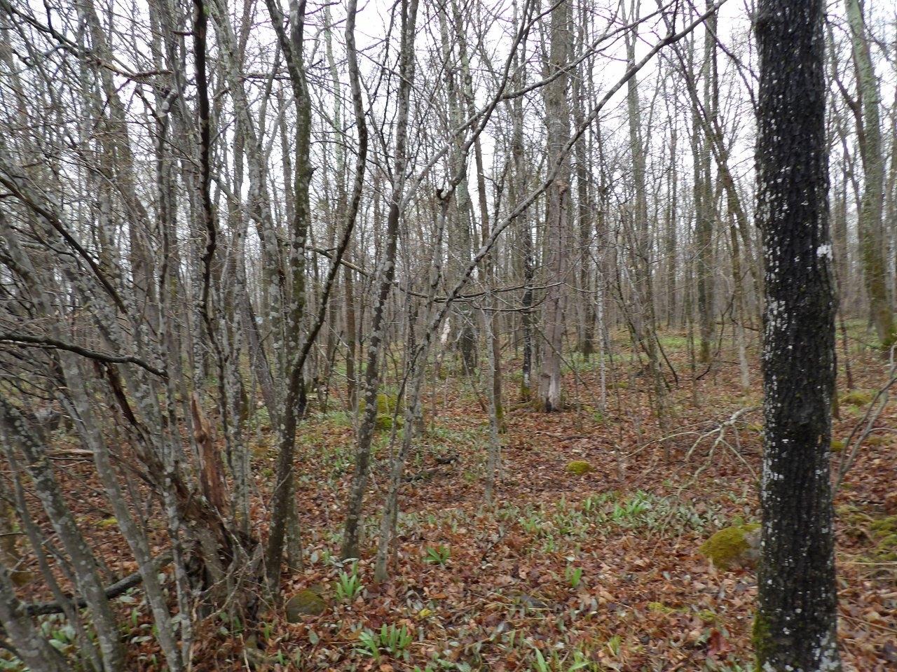 4596 Tower Road North Winter, WI 54896 - Photo 13 of 21 Gallery Image 13