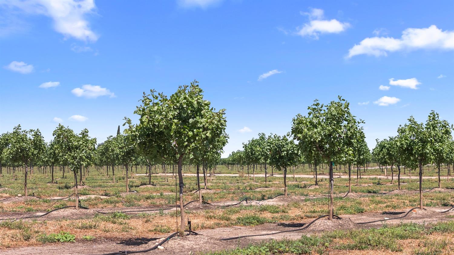 15743 Allen Road Snelling, CA 95369 - Photo 7 of 24 a backyard of a house