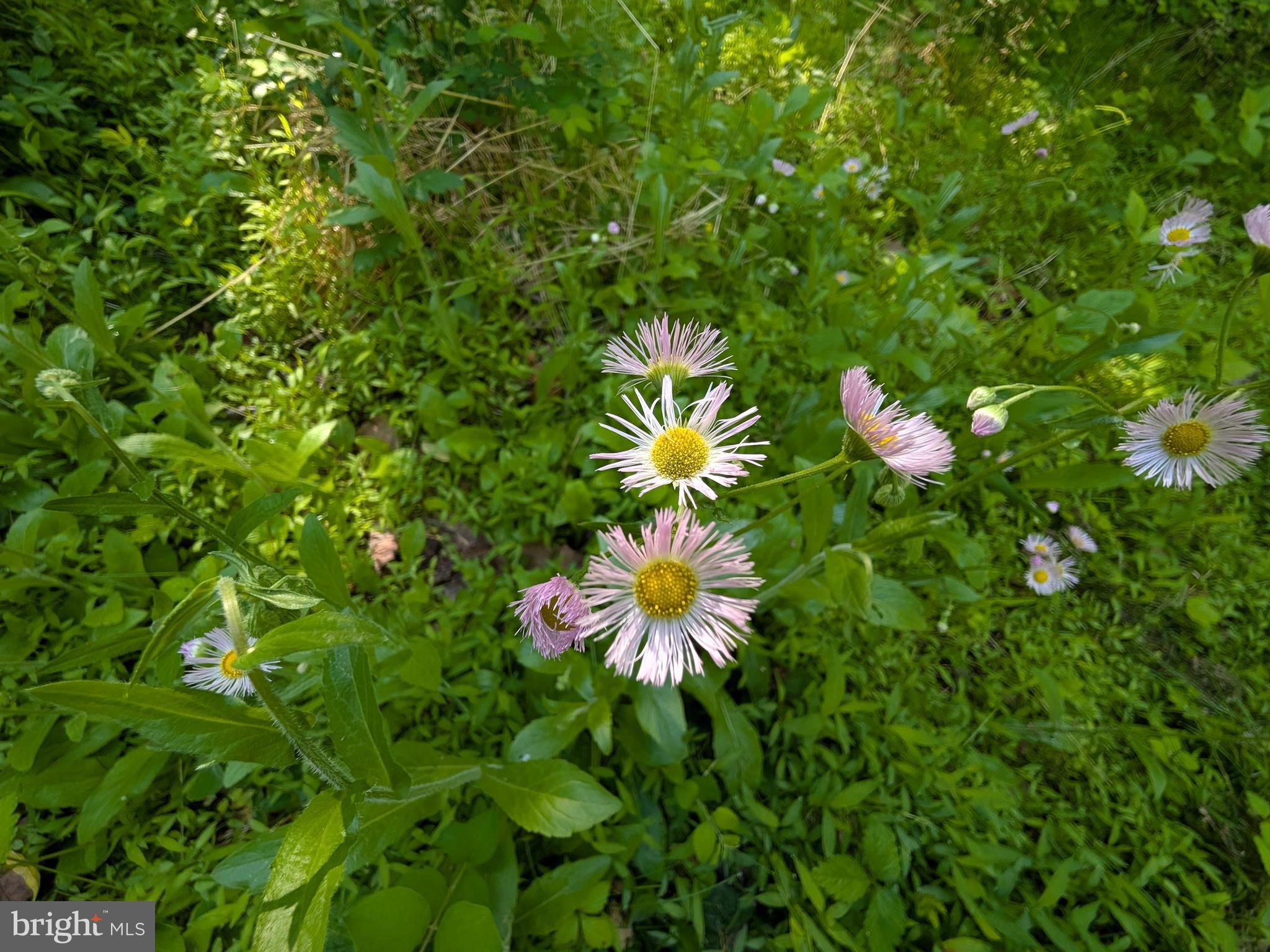 189 Piedmont Orchard Road Linden, VA 22642 - Photo 18 of 19 Native wildfowers