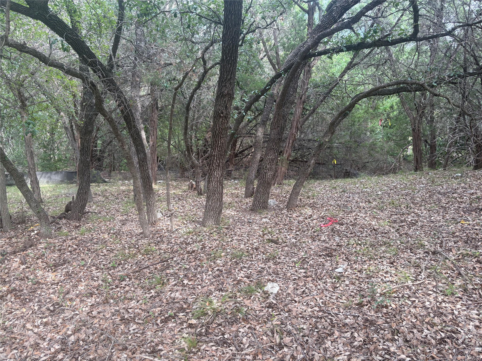 1803 Lipan Trail Austin, TX 78733 - Photo 11 of 20 a view of a yard with a tree