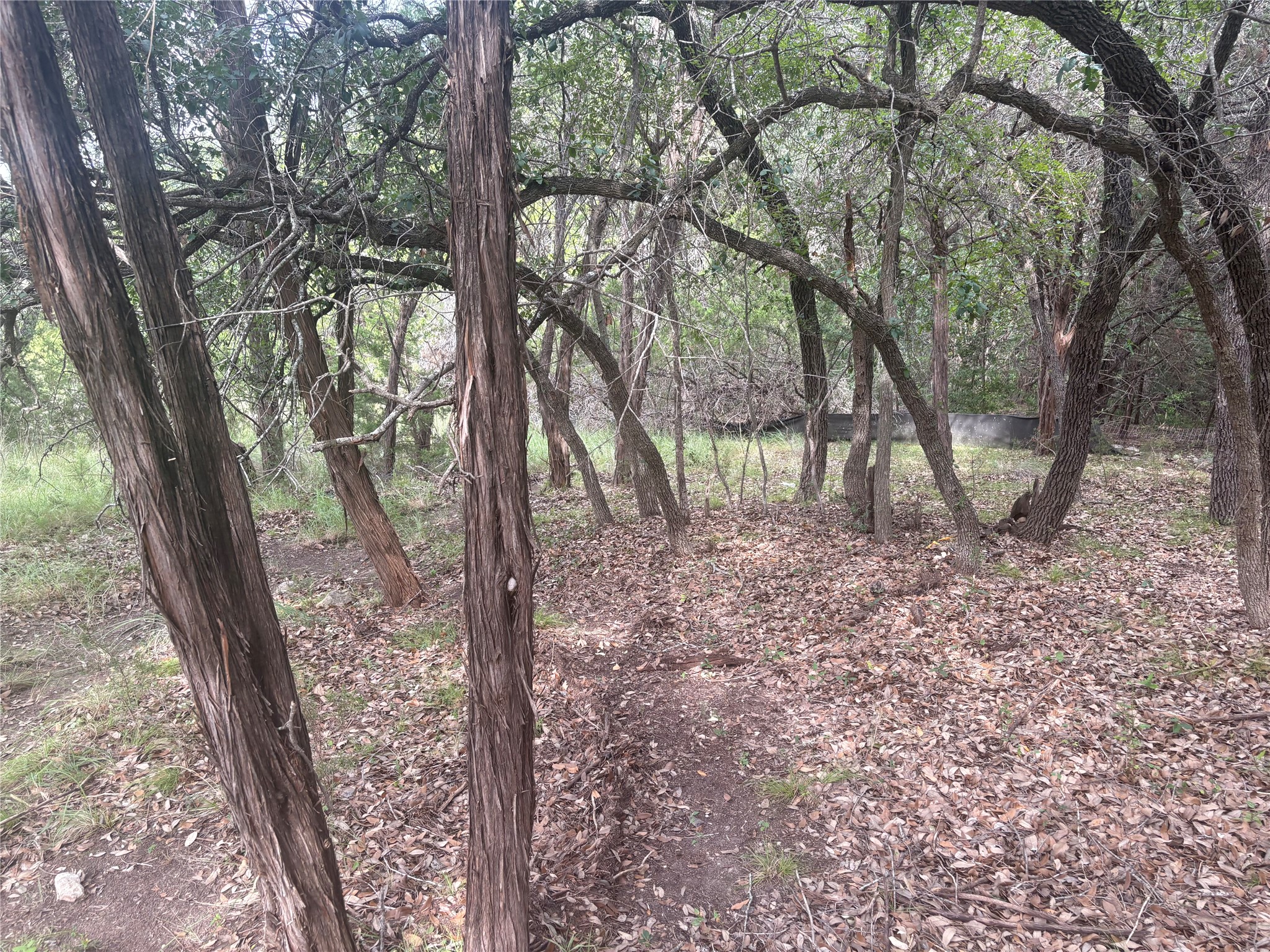 1803 Lipan Trail Austin, TX 78733 - Photo 12 of 20 a view of a forest filled with trees