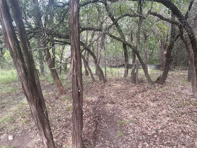 a view of a forest filled with trees