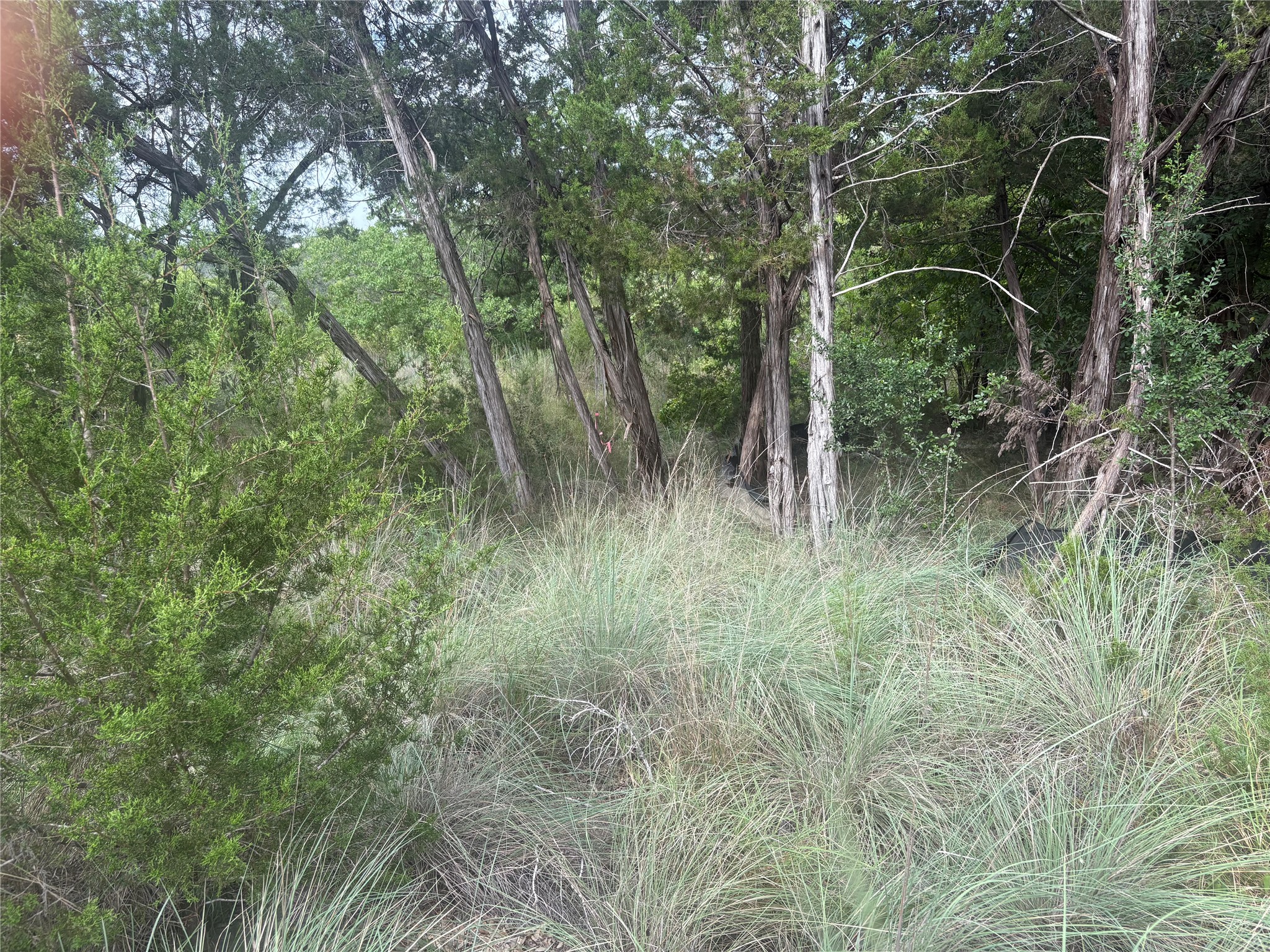1803 Lipan Trail Austin, TX 78733 - Photo 18 of 20 a view of outdoor space and trees