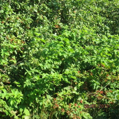 4036 Thar Road Coloma, MI 49038 - Photo 3 of 9 IMG_4019