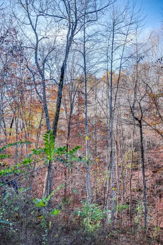 a backyard of a house with lots of plants and trees