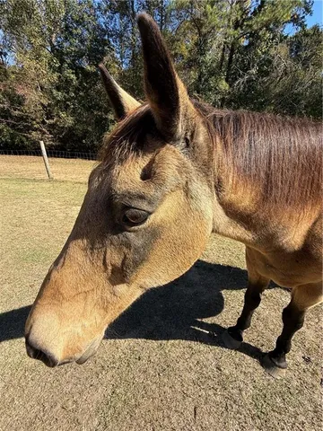 $2,105,775 | 7790 Atlanta Newnan Road, Chattahoochee Hills, GA 30268