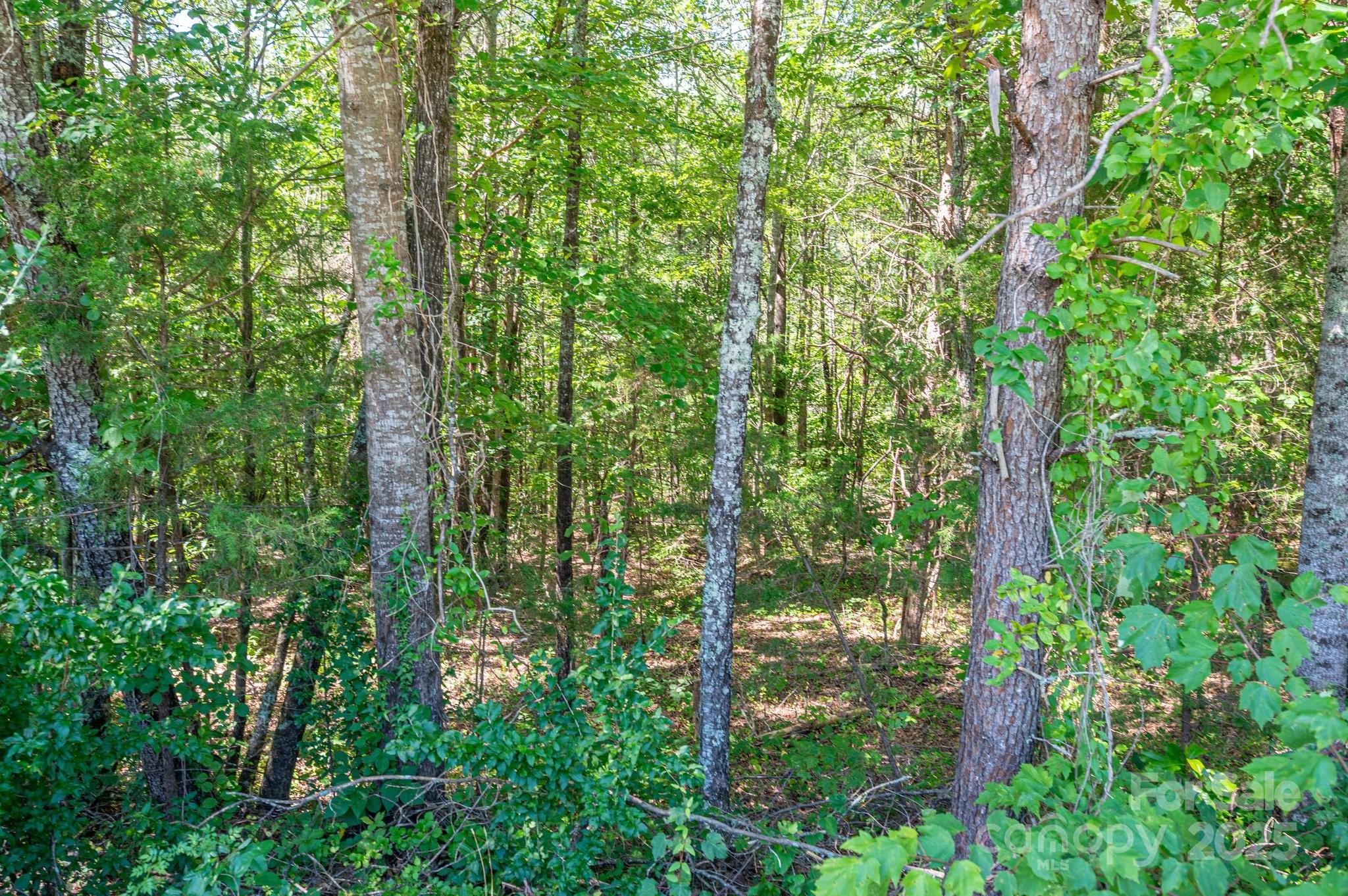 Lot 7 Meadow Crossing Drive Rutherfordton, NC 28139 - Photo 1 of 15 a view of a garden