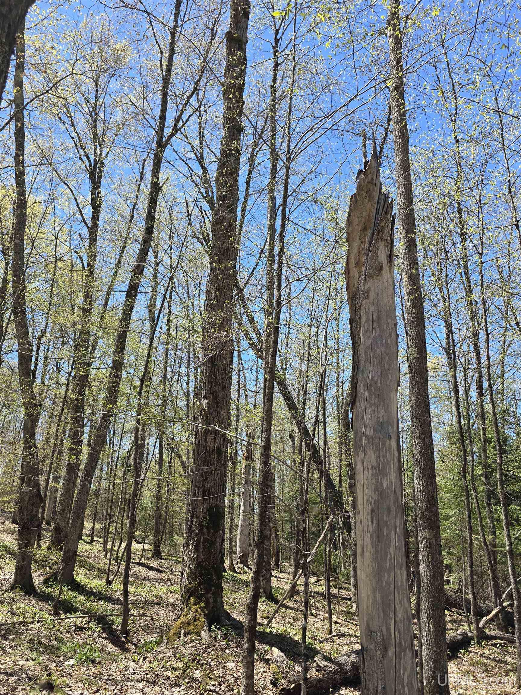 Tbd Murphy Road Covington, MI 49919 - Photo 20 of 57