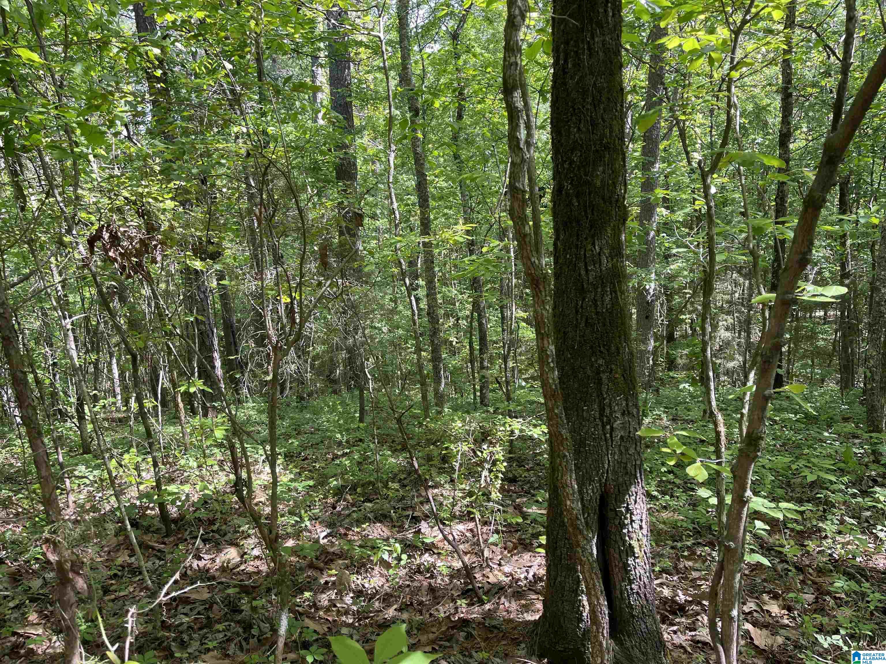 0 Pine Drive, Unit 7 Ohatchee, AL 36271 - Photo 4 of 14