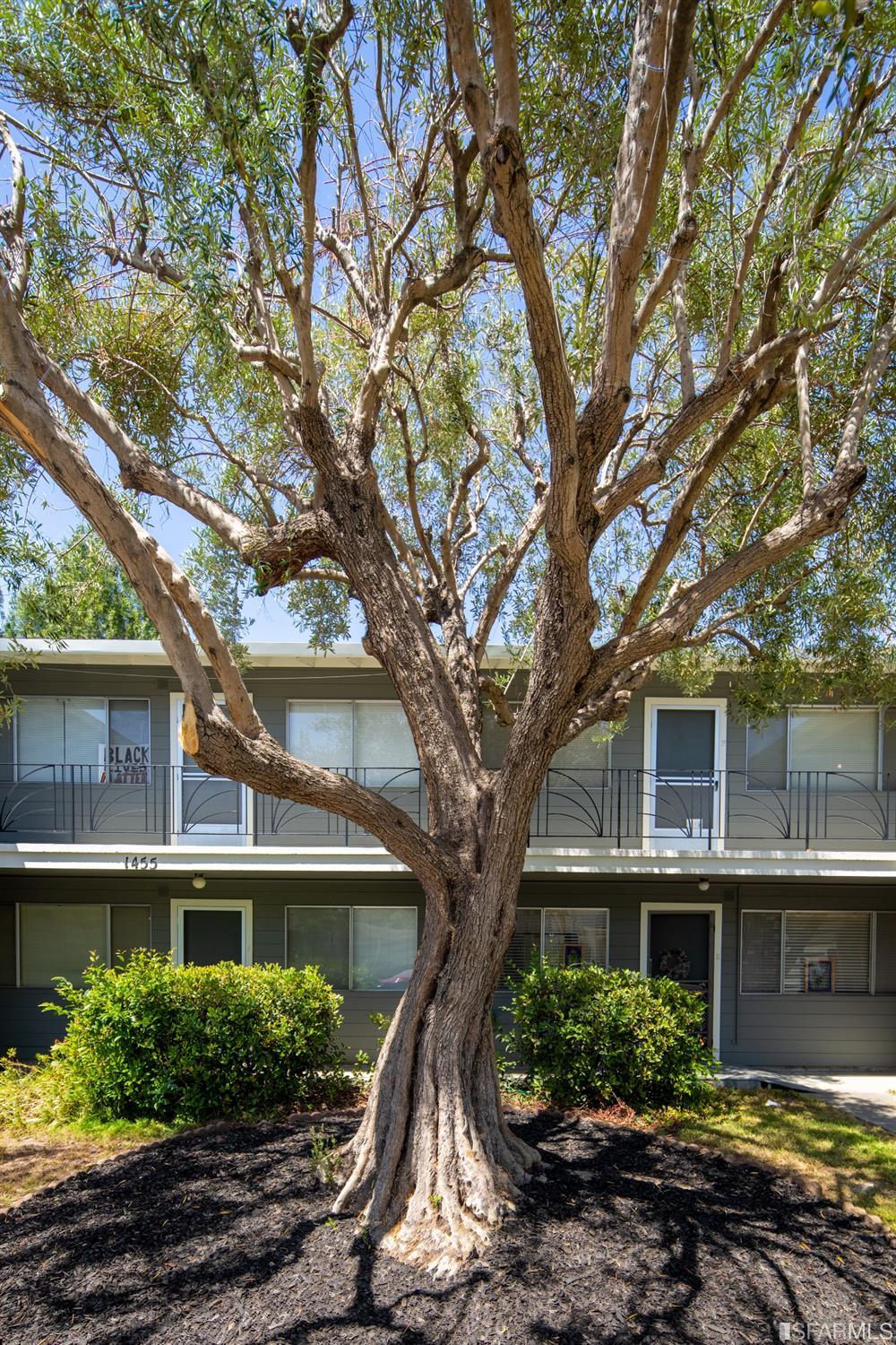 1455 Bay Street Alameda, CA 94501 - Photo 9 of 39 a house that has a tree in it