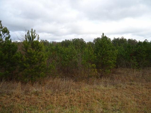 a view of a bunch of trees in a field