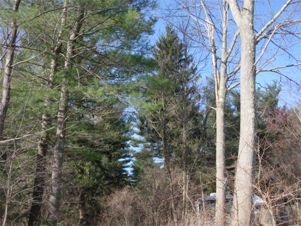 0 Thompson Road Webster, MA 01570 - Photo 1 of 2 a view of a forest that has a tree