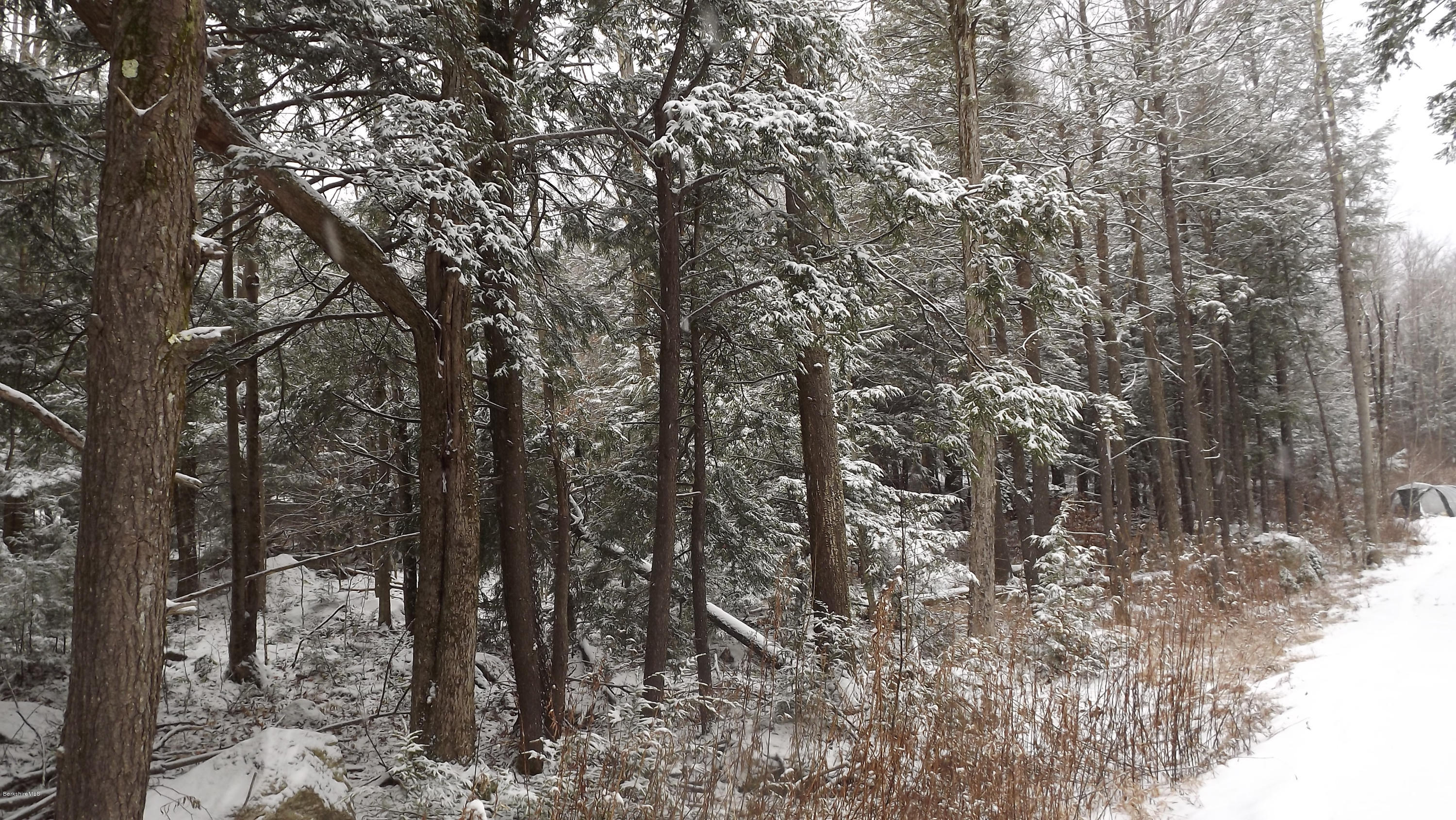 66 Dimmock Road Otis, MA 01253 - Photo 17 of 17 Trees along driveway