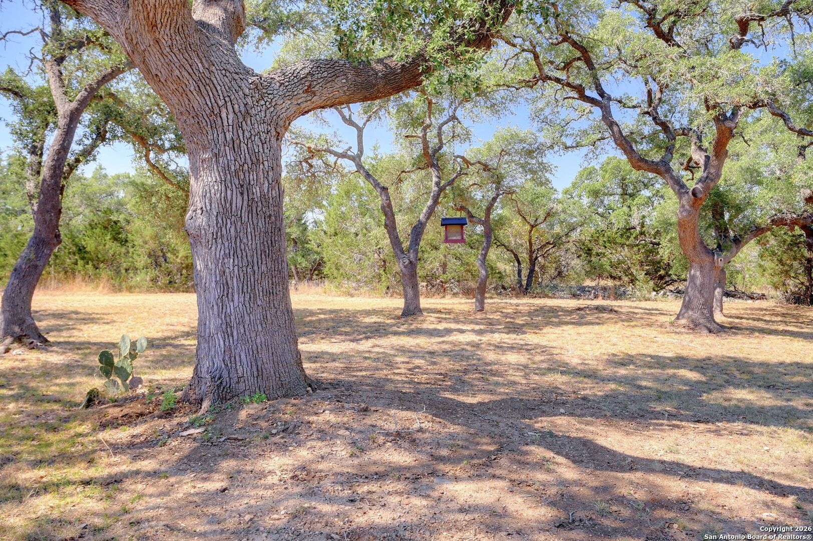 1367 Rolling Hills Road Blanco, TX 78606 - Photo 23 of 30 a view of yard with trees