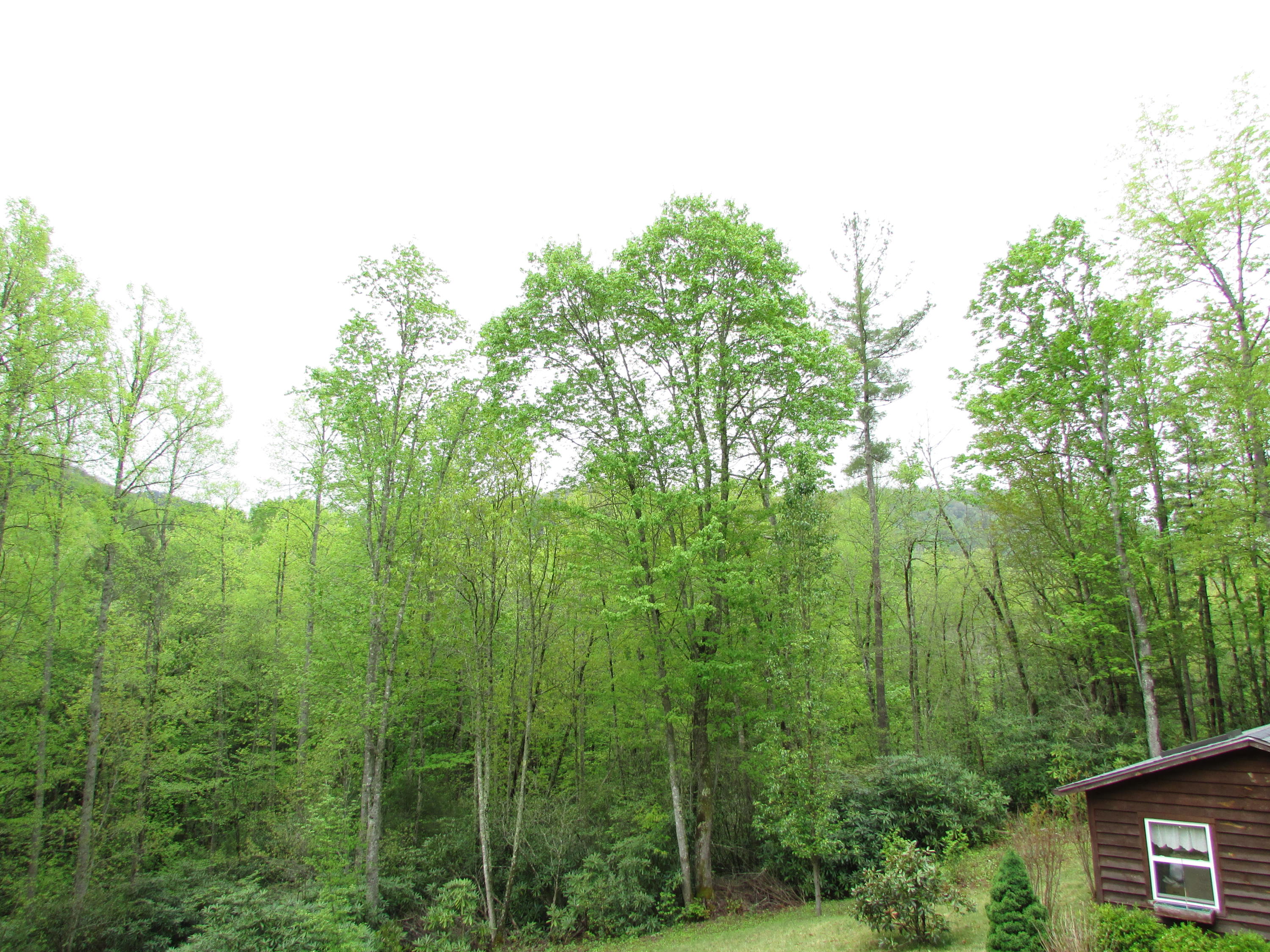 167 Violet Lane Hampton, TN 37658 - Photo 47 of 55 167 Violet Lane Hampton TN 37658 (69)