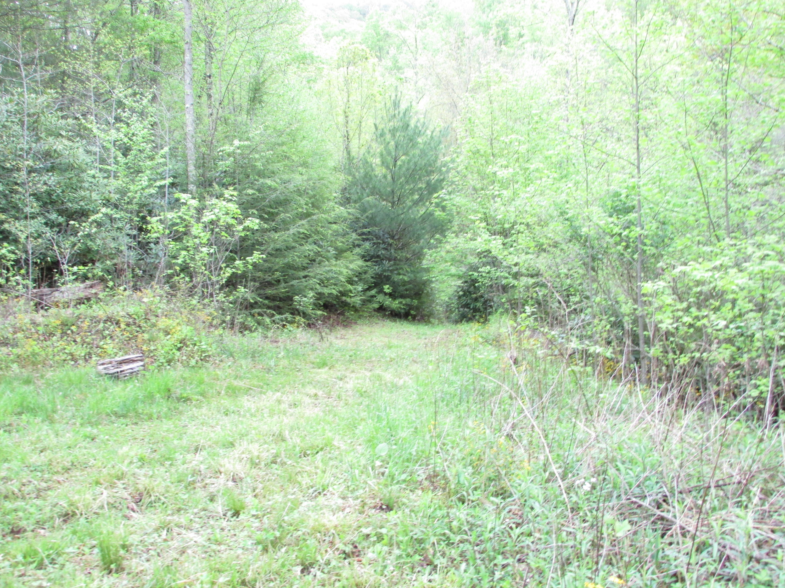167 Violet Lane Hampton, TN 37658 - Photo 7 of 55 167 Violet Lane Hampton TN 37658 (10)