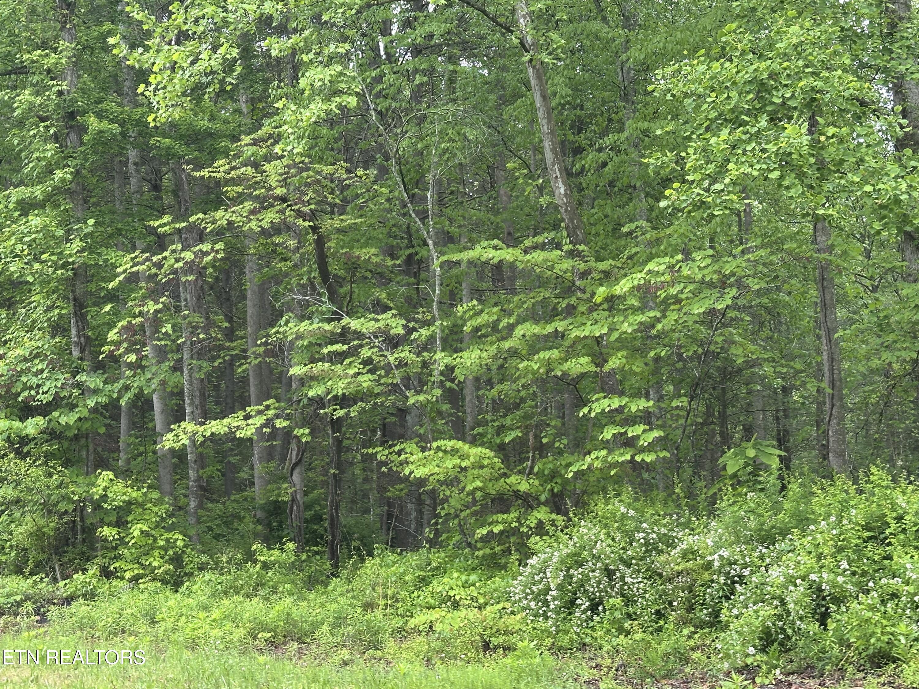 8472 Highway 25 Duff, TN 37729 - Photo 4 of 13 IMG_5113