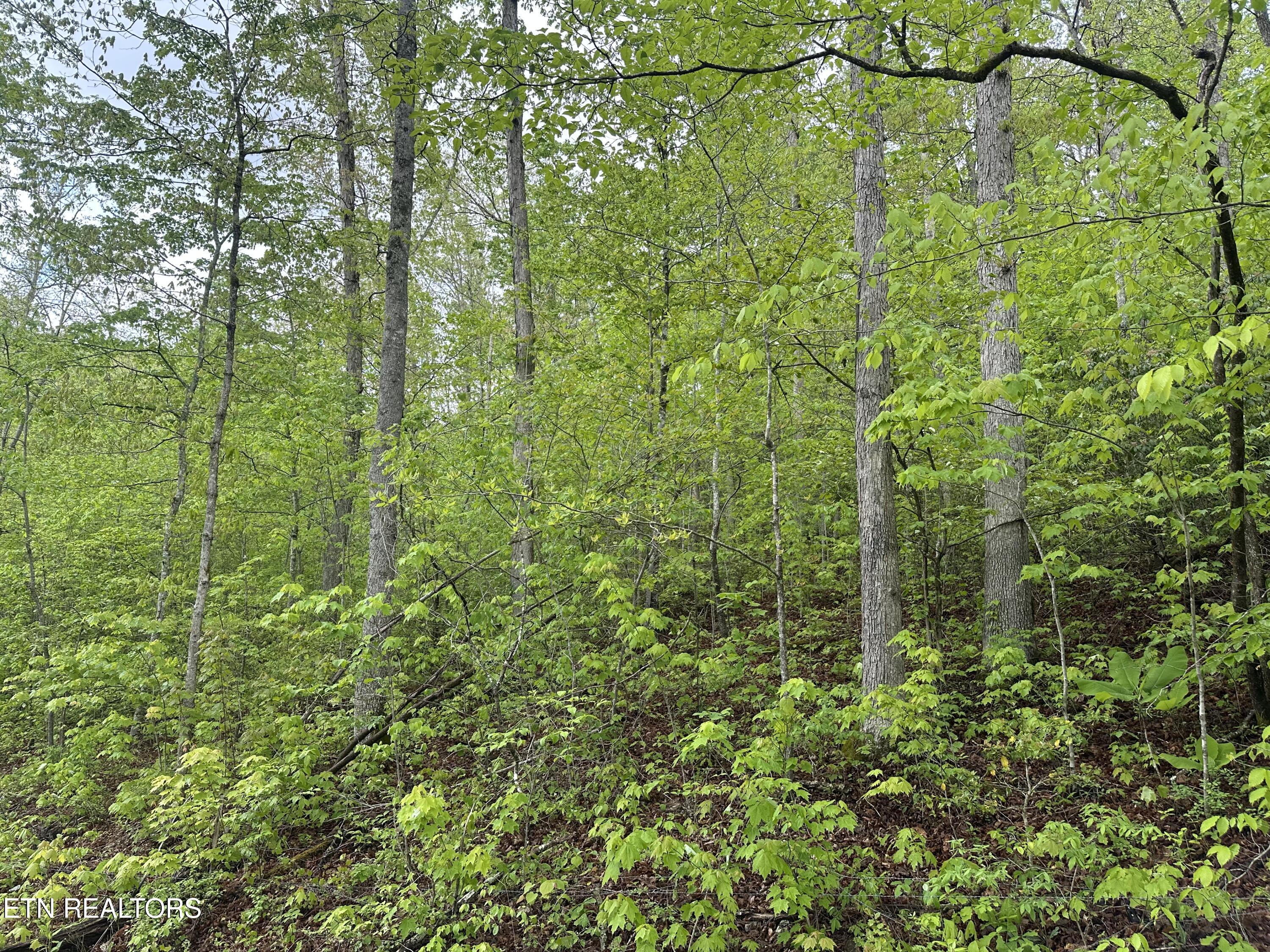 8472 Highway 25 Duff, TN 37729 - Photo 10 of 13 IMG_4999