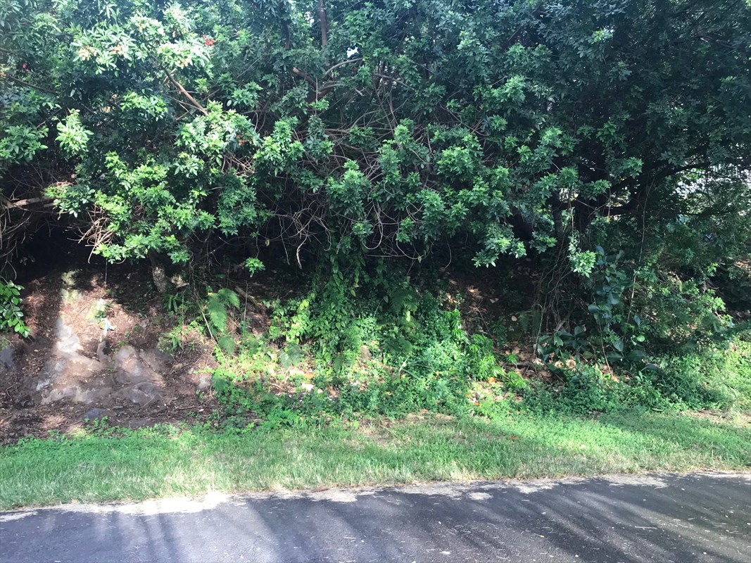 90 Datura Road Captain Cook, HI 96704 - Photo 13 of 15 a backyard of a house with lots of green space