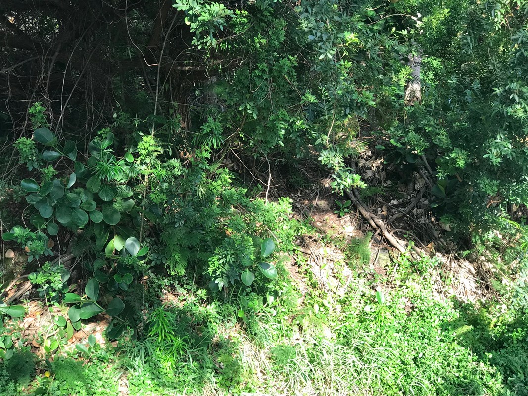 90 Datura Road Captain Cook, HI 96704 - Photo 14 of 15 a view of a garden