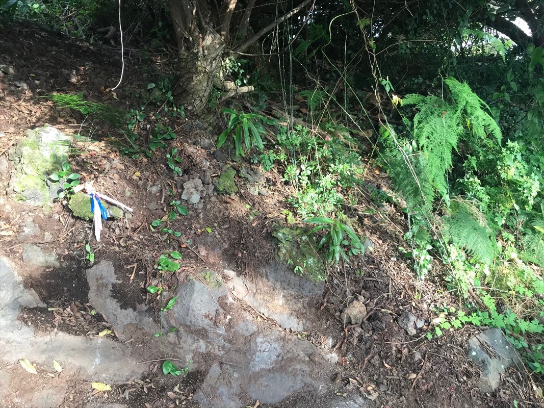 90 Datura Road Captain Cook, HI 96704 - Photo 2 of 15 a plant view in yard