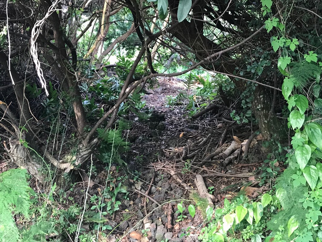 90 Datura Road Captain Cook, HI 96704 - Photo 3 of 15 a view of tree