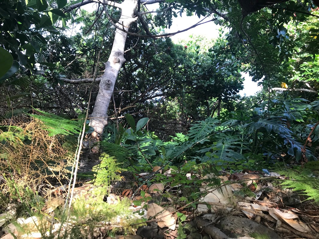 90 Datura Road Captain Cook, HI 96704 - Photo 4 of 15 a plant view in yard