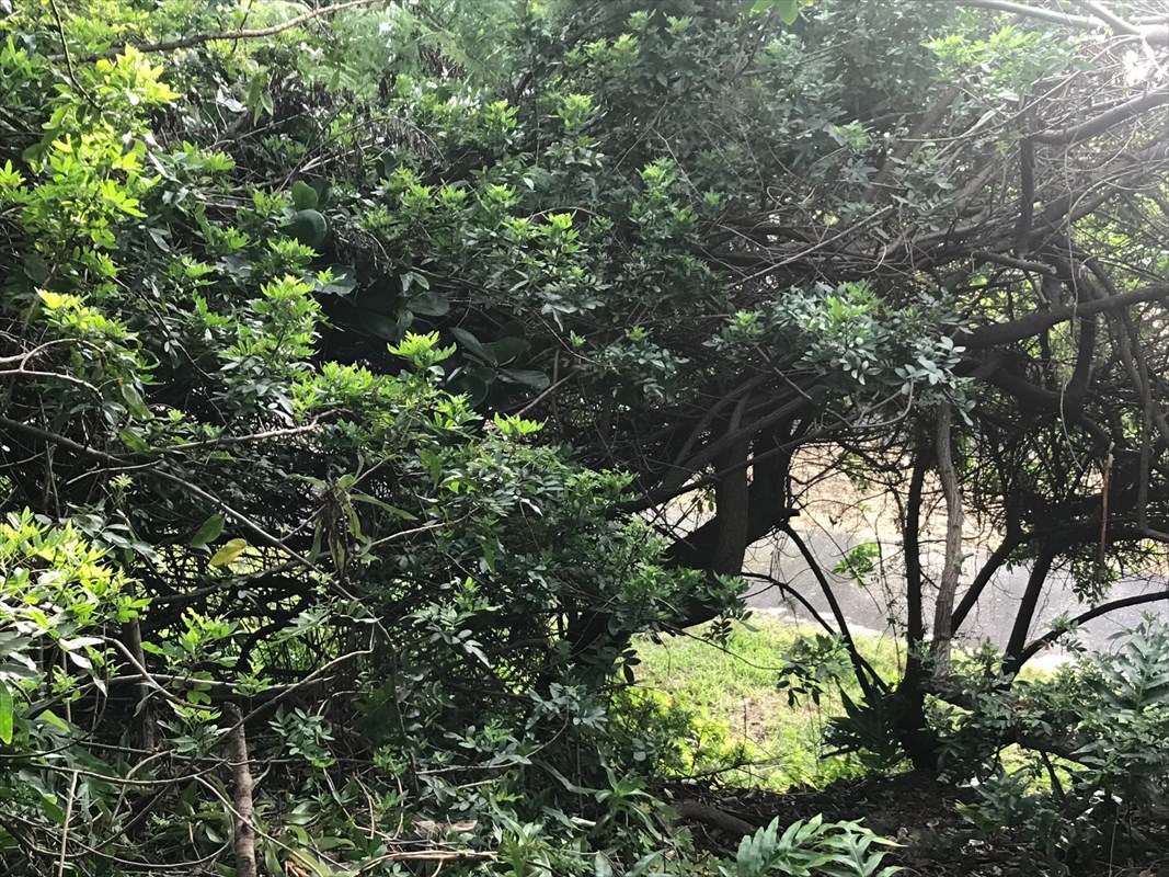 90 Datura Road Captain Cook, HI 96704 - Photo 5 of 15 a picture of tree