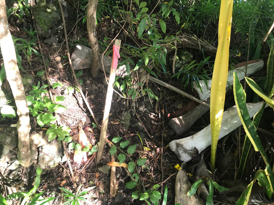 90 Datura Road Captain Cook, HI 96704 - Photo 7 of 15 a plant plant