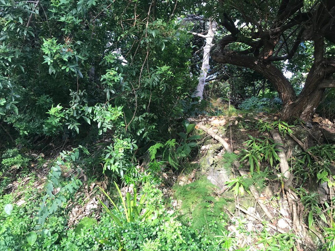 90 Datura Road Captain Cook, HI 96704 - Photo 8 of 15 a backyard of a house with lots of green space and two trees